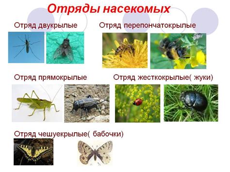 Астраханская область славится насекомыми: какие виды можно встретить здесь