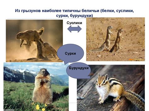 Белки и бурундуки: классификация грызунов