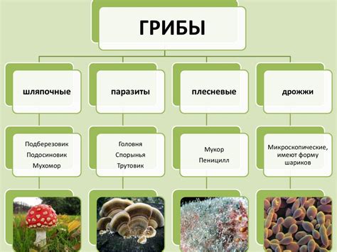 Биология растений и грибов