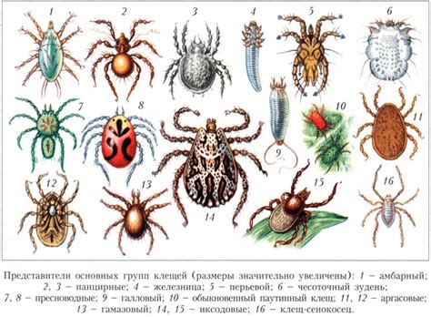 Виды Клещей Энцефалитных: опасные и безопасные