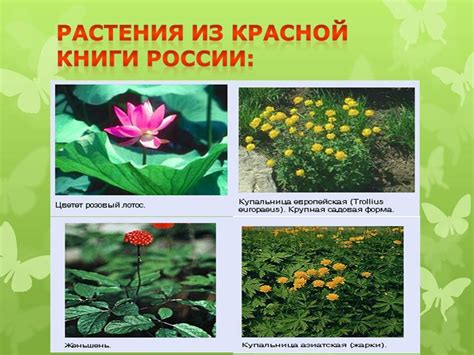 Виды кувшинок в Красной Книге России