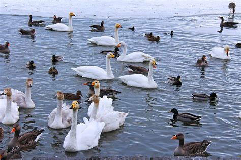 Водоплавающие птицы Астраханской области впечатляют своим разнообразием