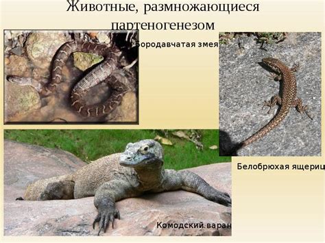 Гекконы, размножающиеся партеногенезом: механизмы и примеры