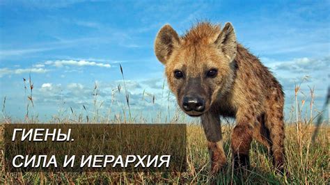 Гиены: жесткая иерархия и чистоплотность