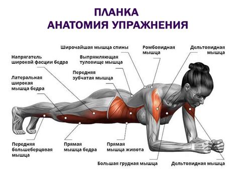 Группы мышц, задействованные при планке