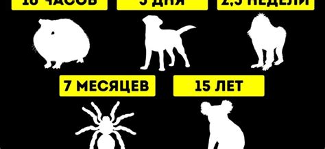 Животные, способные выживать без воды