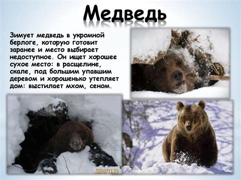 Жизнь диких животных