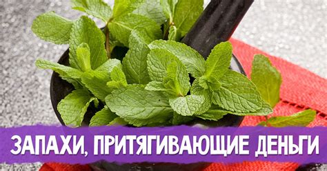 Запахи, привлекающие собак: основные ароматы, которые привлекают внимание питомцев