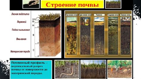 Запах земли и почвы