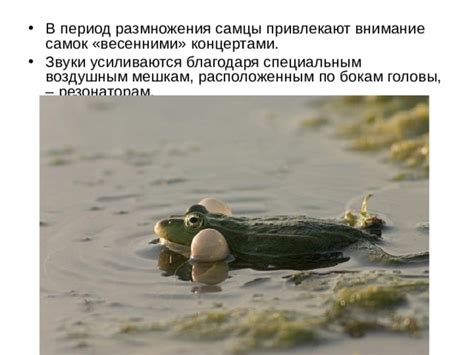 Звуки ламантинов в период размножения