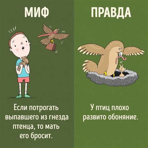 Интересные факты о развитии слепых животных
