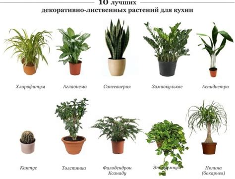 Какое растение можно купить: