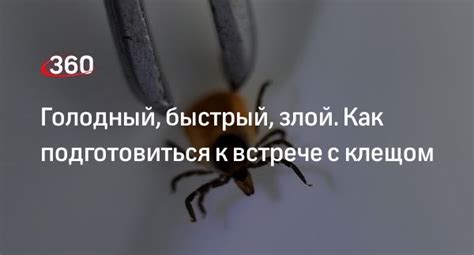 Как защититься от клещей Энцефалитных: советы и рекомендации
