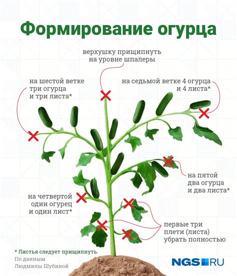 Когда нужно обрезать листья огурцов