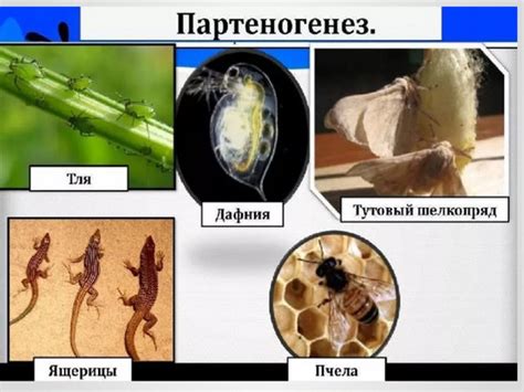 Комары, размножающиеся партеногенезом: характеристики и примеры