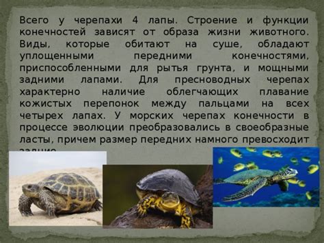 Лапы пресноводных черепах