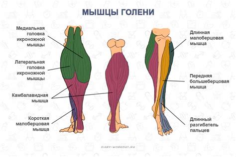 Мышцы ног