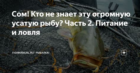 Питание и ловля добычи