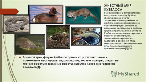 Популярные животные в Кузбассе