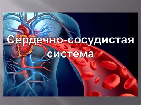 Работа с кардиоваскулярной системой: сердечно-сосудистая тренировка