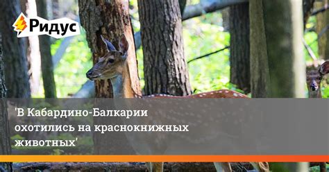Разнообразие животных в Кабардино-Балкарии