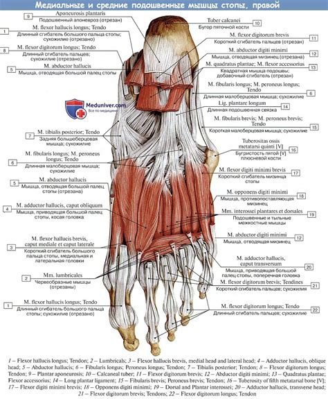 Роль мышц при подъеме стопы