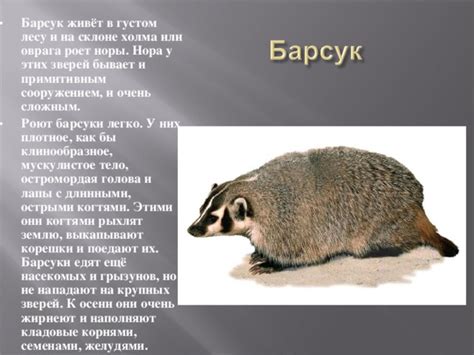 Список грызунов в тайге: барсуки и песцы