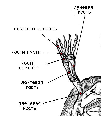 Строение лап черепах