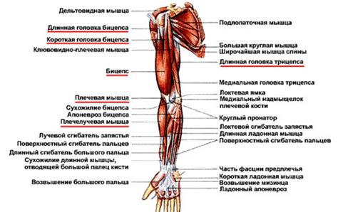 Суббота: Пресс и мышцы рук