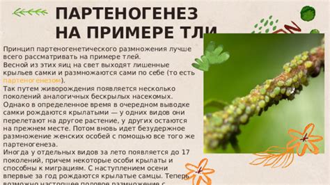 Тарантулы, размножающиеся партеногенезом: механизмы и примеры