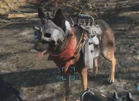  Полезные советы при нахождении собаки в Fallout 4 
