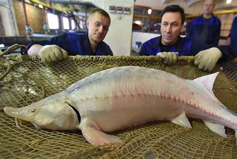  Самая дорогая рыба в Fishing Planet 