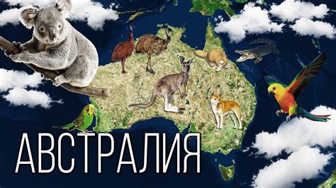 Австралия в пламени: бедствие для экосистемы и животного мира