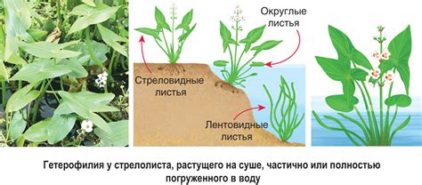 Адаптации водных растений к среде обитания