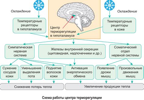 Адаптация организма к изменению климатических условий: процессы и механизмы