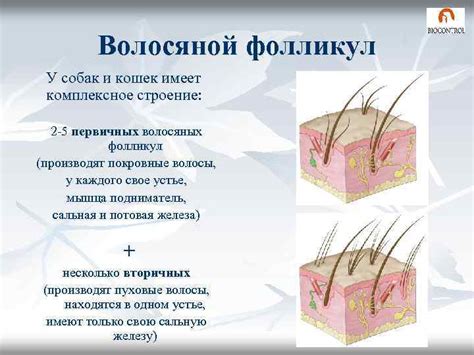 Активация волосяных фолликул с помощью перца и лука