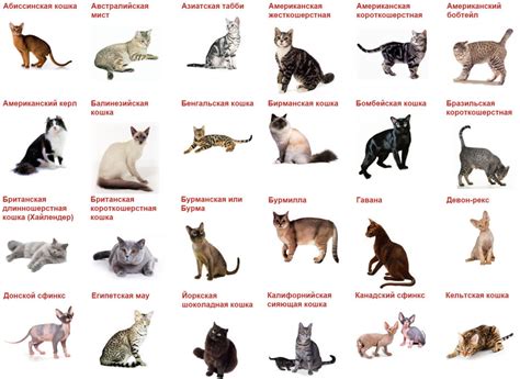 Альтернативные пути контроля физиологических циклов у домашних котов и их эффективность