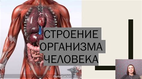 Анализ внутренних органов: осмотр и опись всех систем и их состояния