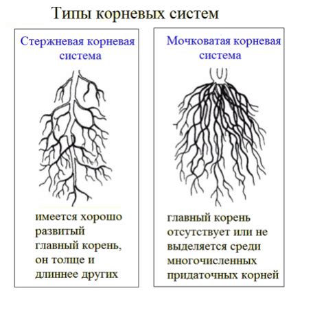 Анализ корневой системы растения: изучение подземной части алоэ вера в хозяйственных условиях