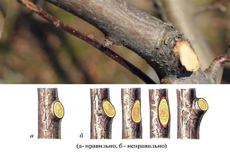 Анализ основных видов вредителей, воздействующих на яблони зимой