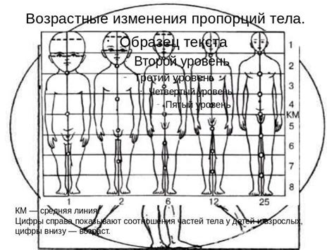 Анализ пропорций различных частей тела: отличия и их смысл