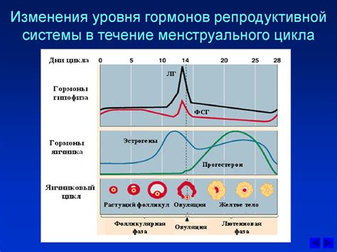 Анализ уровня гормонов в процессе овуляции
