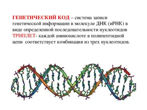 Анализ функциональных участков генетической информации в ИРНК