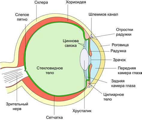 Анатомические особенности глаз