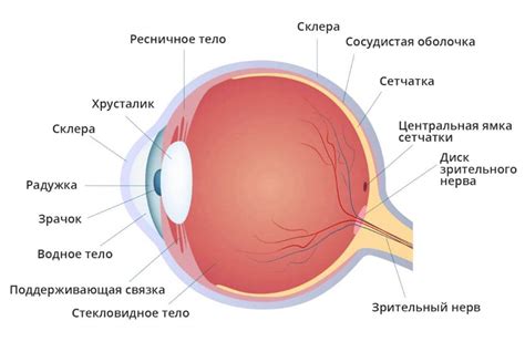 Анатомические особенности глаза и их влияние