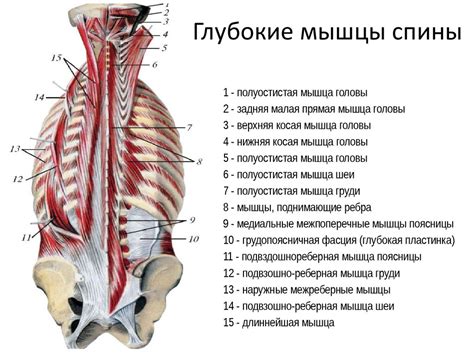 Анатомические особенности нижней части спины у мужчин и женщин