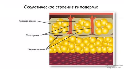 Анатомические структуры левого паха: кожа, подкожная клетчатка, мышцы