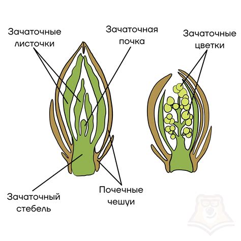 Анатомическое строение лепестка