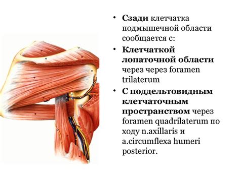 Анатомия верхних конечностей и причины возникновения спазмов