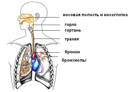 Анатомия дыхательной системы: основные органы и их функции